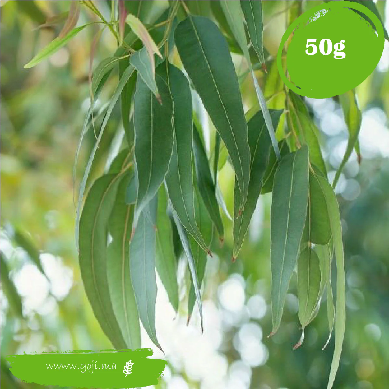 Feuilles d'eucalyptus-اوراق الكالبتوس - Image 3