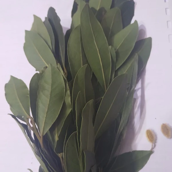 Feuilles de Laurier - ورقة سيدنا موسى - Image 3