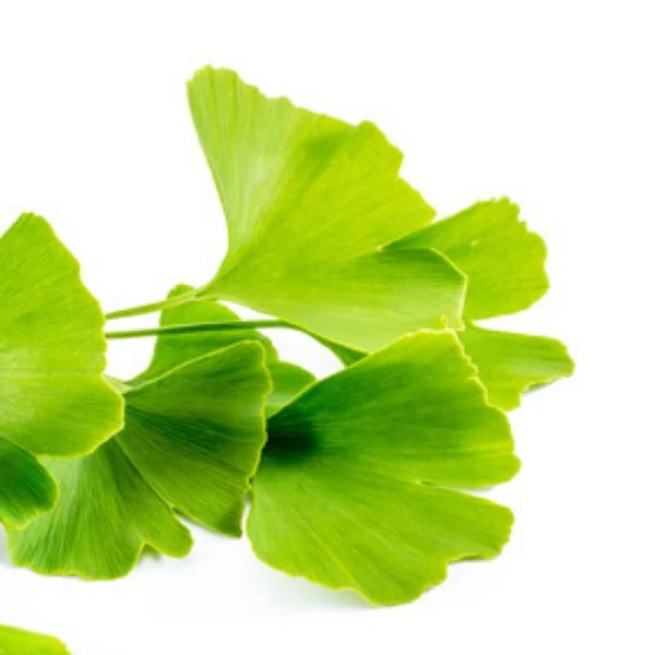 Ginkgo Biloba - Feuille coupée أوراق جينكو بيلوبا - Image 3