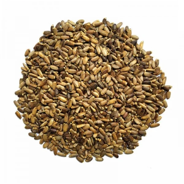 Graines de chardon - بذور الشوك - Image 2