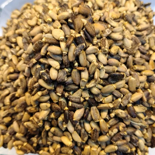 Graines de chardon - بذور الشوك - Image 3