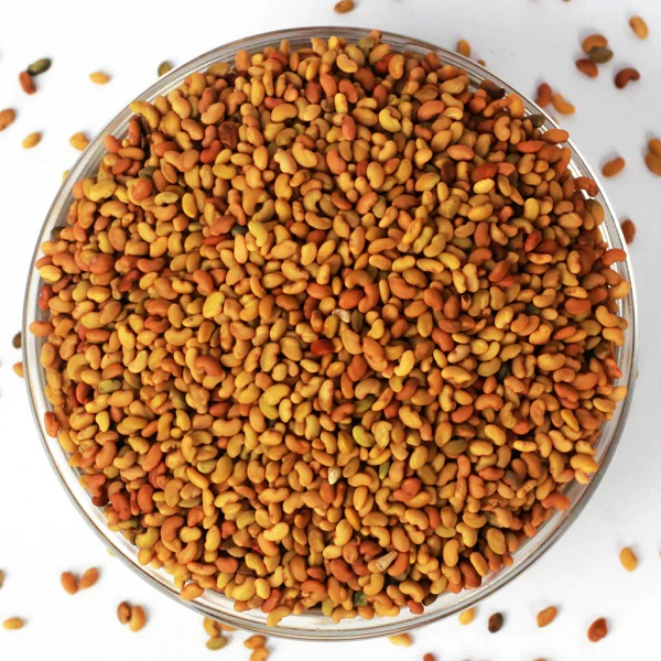 Graines de Luzerne (Alfalfa) - حبوب الفصة - Image 2
