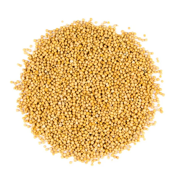 Graines de Moutarde Jaune - حبوب الخردل  الصفراء - Image 4