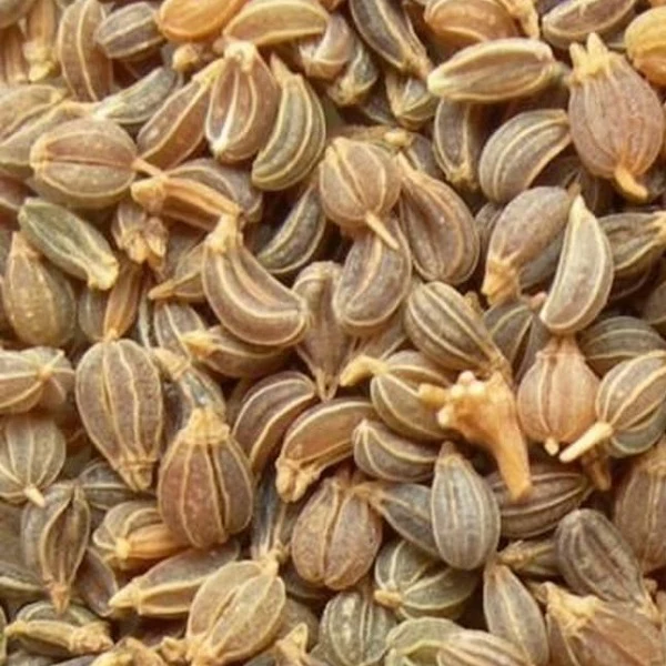 Graines de persil - بذور المعدنوس - Image 2