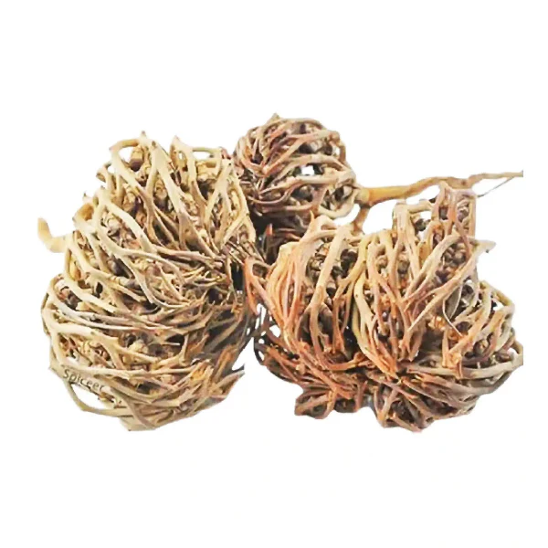 Herbe de palmier de Maryam, عشبة كف مريم - GOJI.MA - Image 2