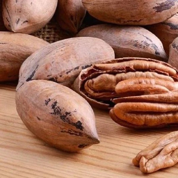 Noix de pecan avec coque باكام بالقشرة - Image 3